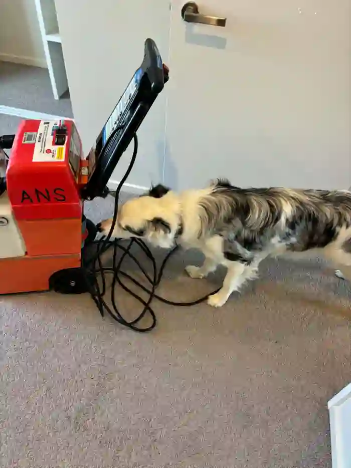 Dog inspecting our carpet cleaner